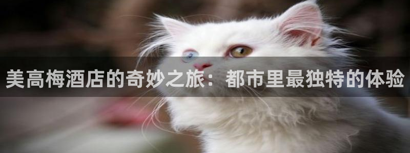 辉达娱乐,apk.1：美高梅酒店的奇妙之旅：都市里最独特的体验