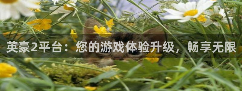 辉达娱乐,apk：英豪2平台：您的游戏体验升级，畅享无限