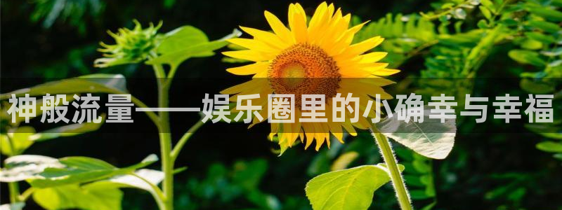 辉达娱乐手机客户端下载安装：神般流量——娱乐圈里的小确幸与幸福